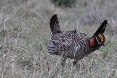 Conservation Program Benefits an Iconic Bird of the Southern Great Plains