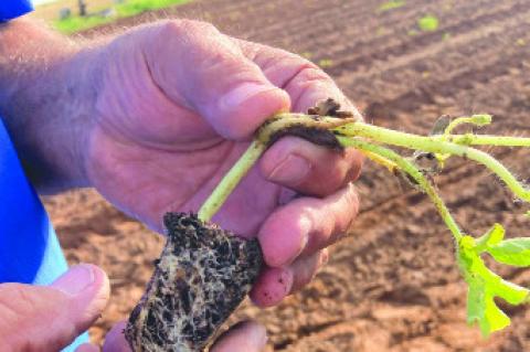 Simpson chooses to plant watermelon plant instead of planting the seed.