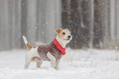 Brownfield Animal Shelter offers tips for dog owners