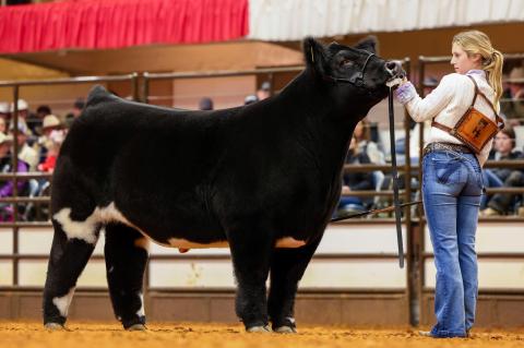 Wellman-Union Junior Swayzee Halarn and her European Steer Tigger