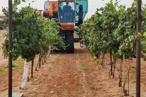 2020 Grape Harvest has begun