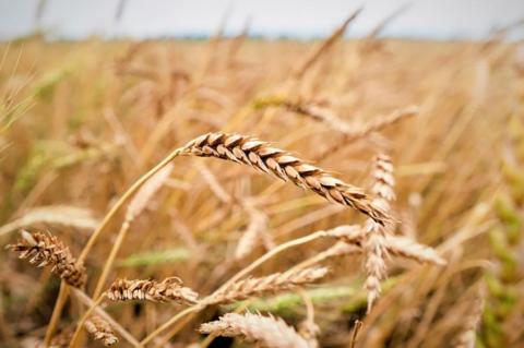 Conflict in Ukraine fuels uncertainty for agriculture