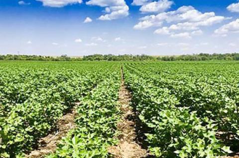 USDA Announces Loan Rates for 2020 Crop Peanuts