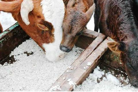 Higher and More Stable Returns from Whole Cottonseed