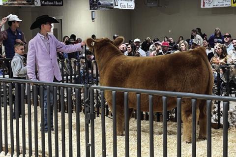 Ryder Day presents the Grand Champion Steer during the sale at the Terry Country Livestock Show on Saturday at the Terry County Show Barn in Brownfield.