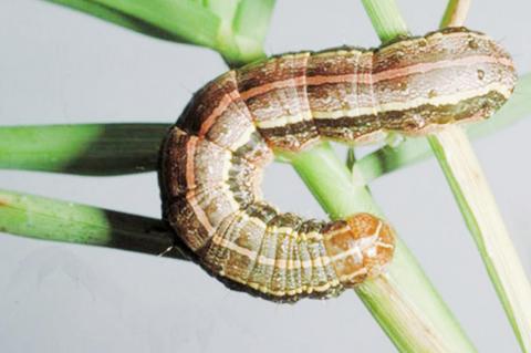 Texas A&M AgriLife Research looks to guide future control methods