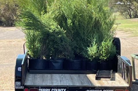 There is new life at the Brownfield and Terry County Cemeteries