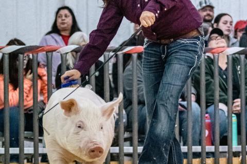 Brownfield Local Stock Show Results : Grand Champion Goat