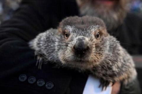 The Origins of Punxsutawney Phil