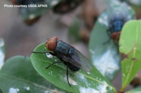 USDA Suspends Mexican Livestock Imports Over Screwworm Concerns