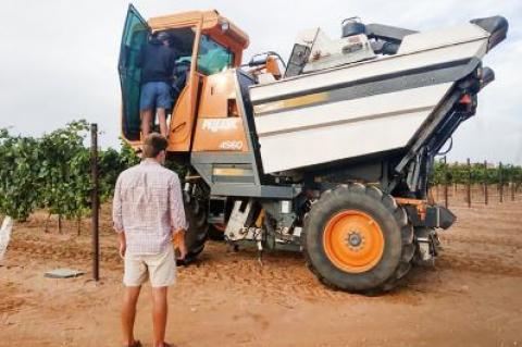 2020 Grape Harvest has begun