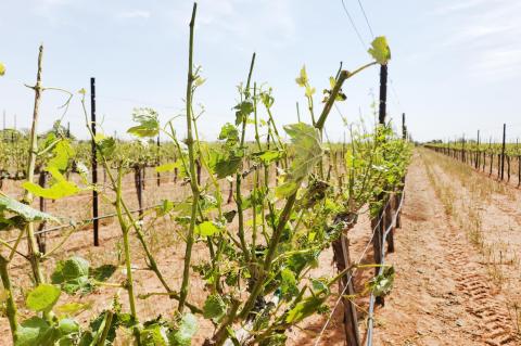 Local vineyards deal with hail damage at different levels