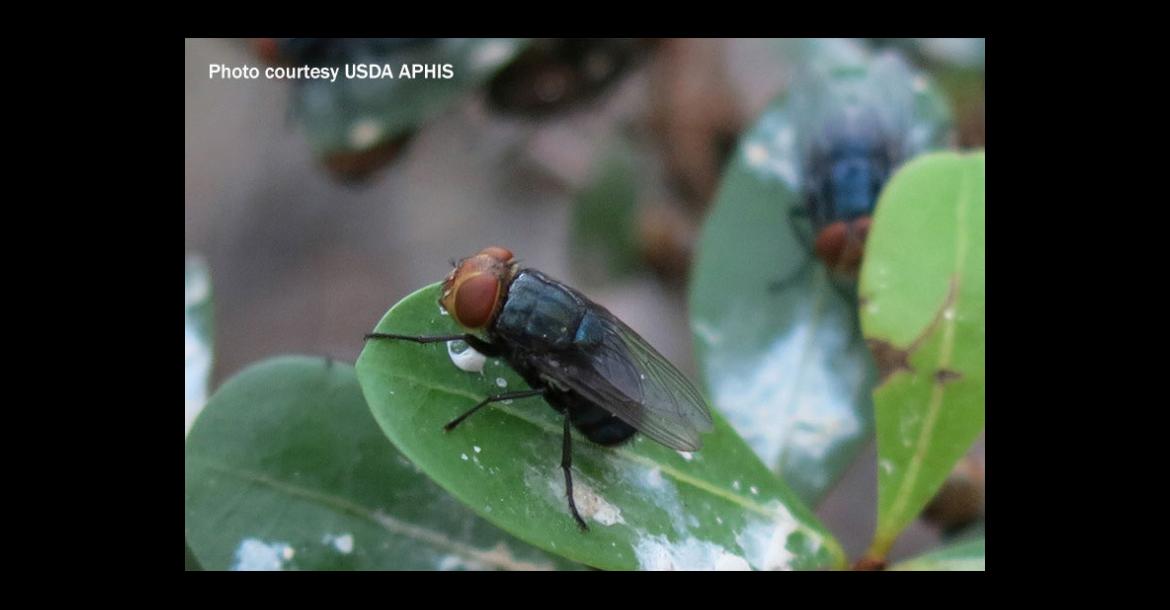 USDA Suspends Mexican Livestock Imports Over Screwworm Concerns
