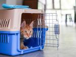 Prepared To Protect: A Small Pet Owner’s Guide To Disaster Preparedness